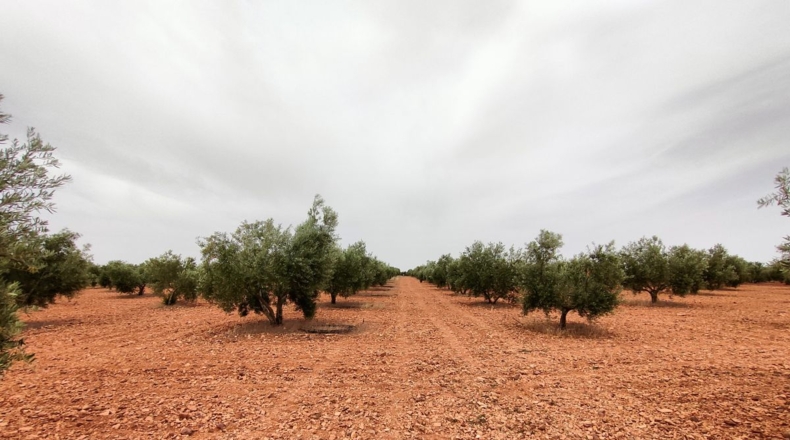 Ciudad Real - Valdepeñas - 50000m2