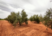 Non-developable land for sale in Valdepeñas ref: TR110824 photo
