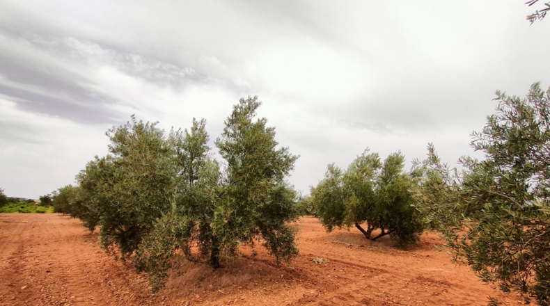 Ciudad Real - Valdepeñas - 50000m2