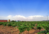 Finca rústica en venda a Valdepeñas ref.: TR53105 foto