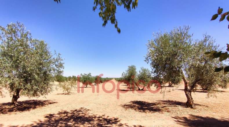 Ciudad Real - Valdepeñas - 9500m2