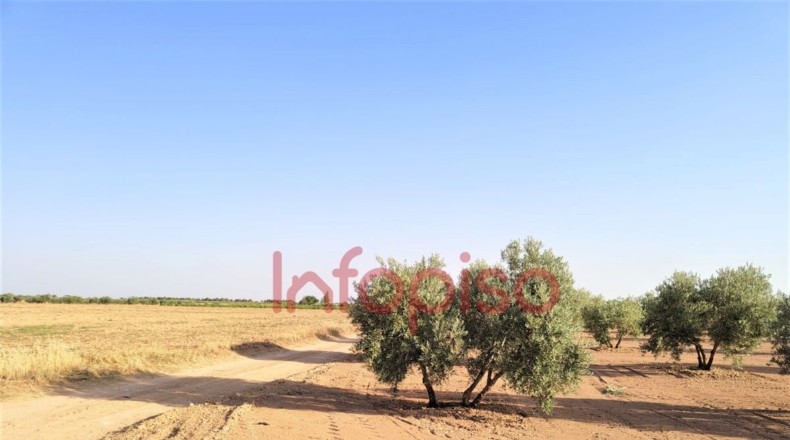Ciudad Real - Valdepeñas - 100000m2