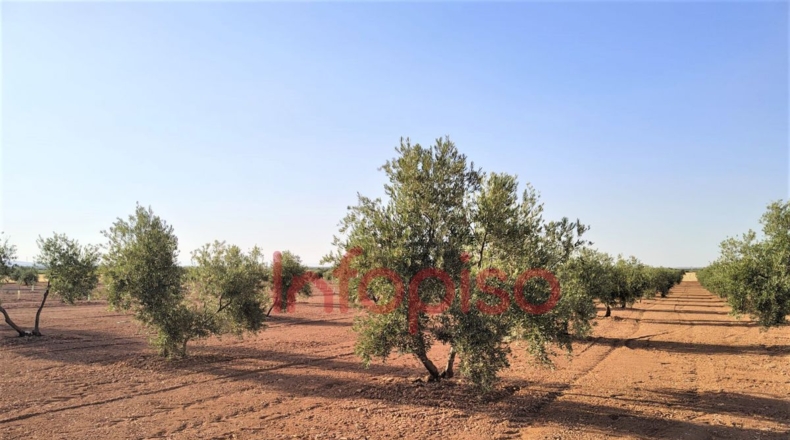 Ciudad Real - Valdepeñas - 100000m2