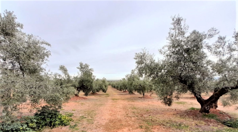 Ciudad Real - Valdepeñas - 43745m2