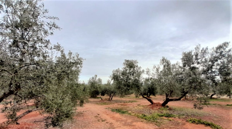 Ciudad Real - Valdepeñas - 43745m2