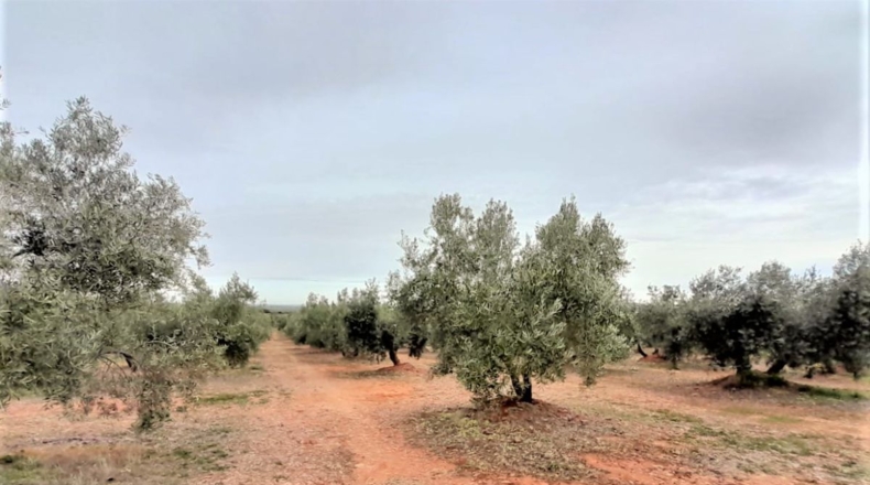 Ciudad Real - Valdepeñas - 43745m2