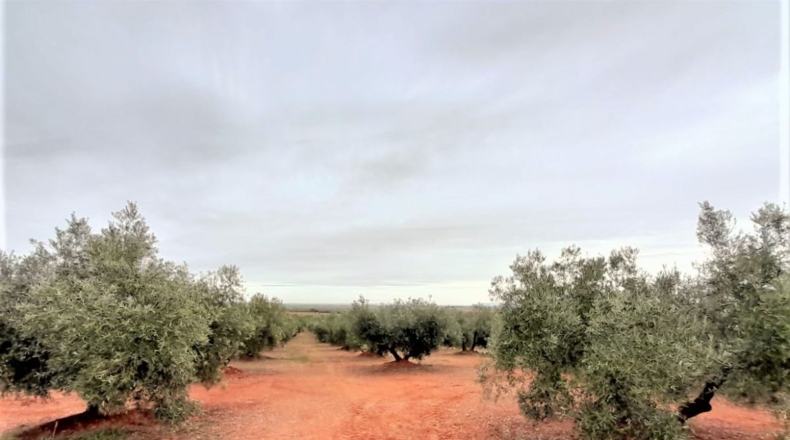 Ciudad Real - Valdepeñas - 43745m2