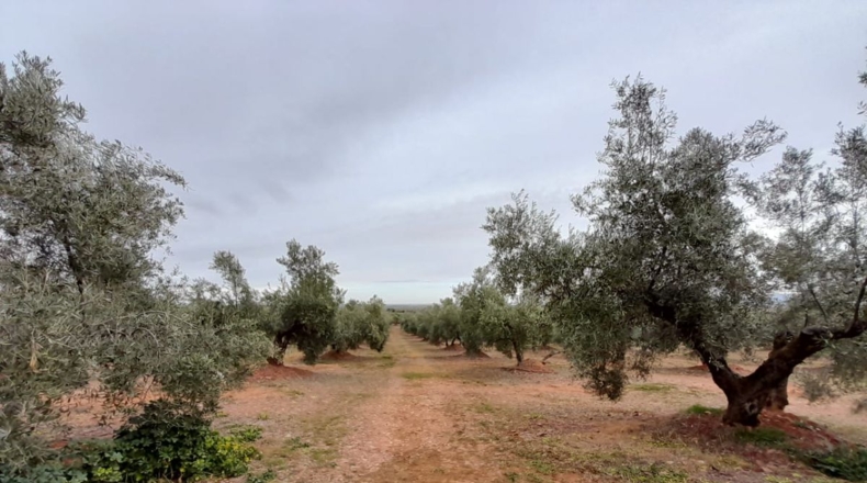 Ciudad Real - Valdepeñas - 43745m2