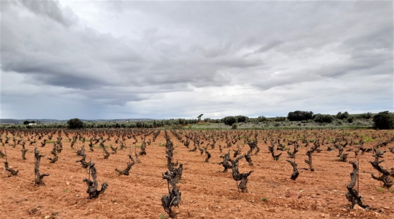 Ciudad Real - Valdepeñas - 100320m2