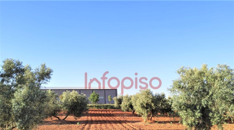 Ciudad Real - Valdepeñas - 260000m2