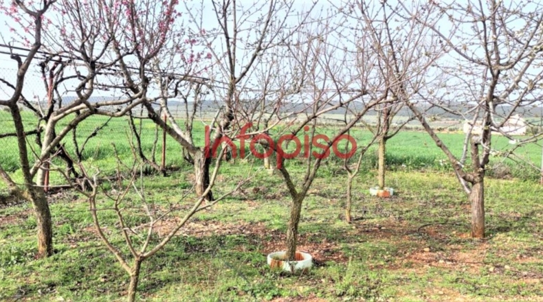 Ciudad Real - Valdepeñas - 10000m2
