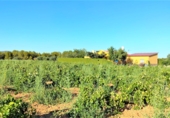 Finca rústica en venda a Valdepeñas ref.: TR91730 foto