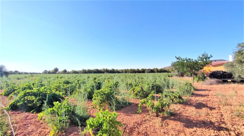 Ciudad Real - Valdepeñas - 34686m2