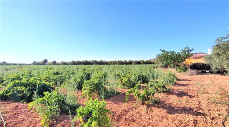 Ciudad Real - Valdepeñas - 34686m2
