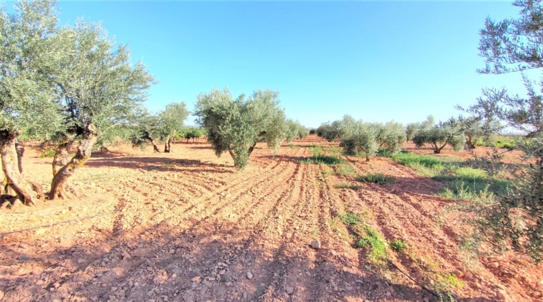 Ciudad Real - Valdepeñas - 34686m2