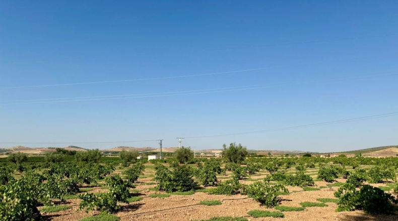 Ciudad Real - Valdepeñas - 6558m2