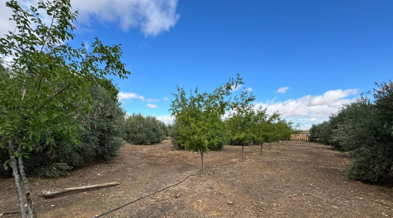 Ciudad Real - Santa Cruz de Mudela - 7858m2