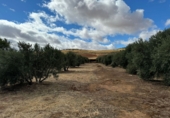 Finca rústica en venda a Santa Cruz de Mudela ref.: TR111274 foto