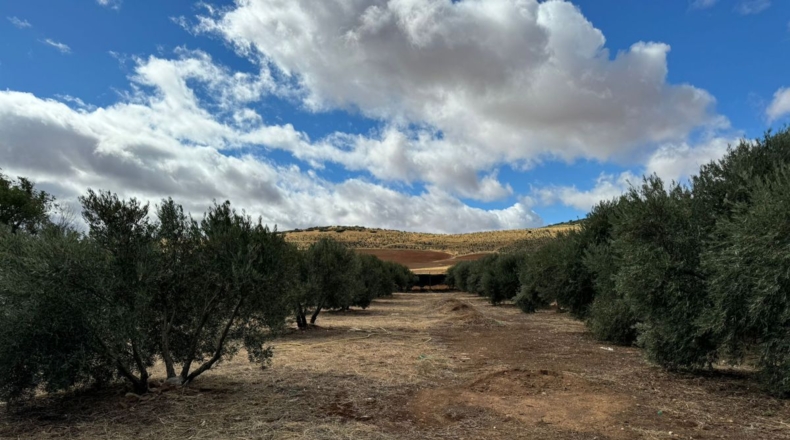 Ciudad Real - Santa Cruz de Mudela - 7858m2