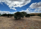 Finca rústica en venda a Santa Cruz de Mudela ref.: TR111274 foto