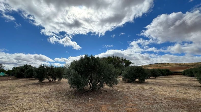 Ciudad Real - Santa Cruz de Mudela - 7858m2