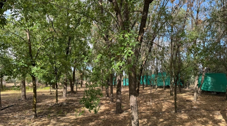 Ciudad Real - Santa Cruz de Mudela - 7858m2