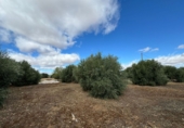 Finca rústica en venda a Santa Cruz de Mudela ref.: TR111274 foto