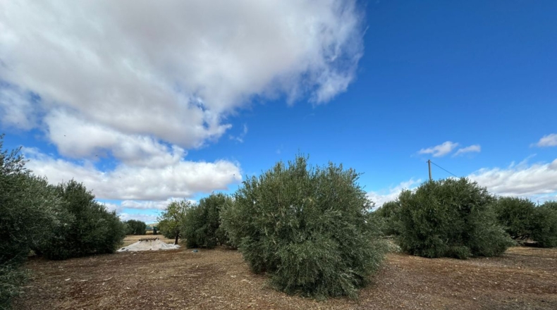 Ciudad Real - Santa Cruz de Mudela - 7858m2