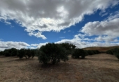 Finca rústica en venda a Santa Cruz de Mudela ref.: TR111274 foto