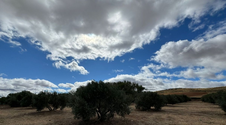 Ciudad Real - Santa Cruz de Mudela - 7858m2