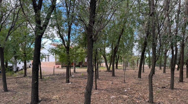 Ciudad Real - Santa Cruz de Mudela - 7858m2