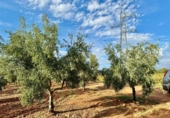 Finca rústica en venda a Valdepeñas ref.: TR183103 foto