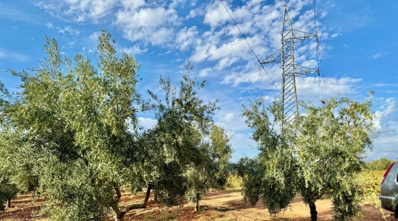 Ciudad Real - Torrenueva - 14774m2