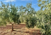 Finca rústica en venda a Valdepeñas ref.: TR183103 foto