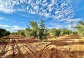 Finca rústica en venda a Valdepeñas ref.: TR183103 foto