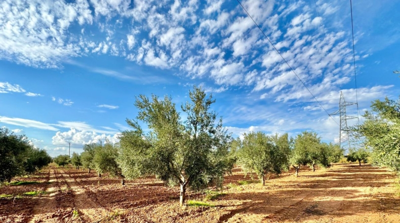 Ciudad Real - Torrenueva - 14774m2