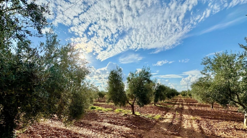 Ciudad Real - Torrenueva - 14774m2