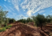 Finca rústica en venda a Valdepeñas ref.: TR183103 foto