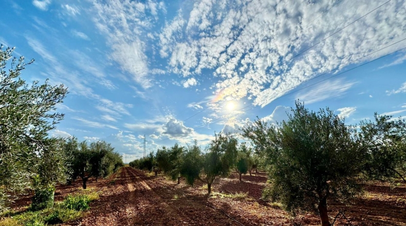 Ciudad Real - Torrenueva - 14774m2