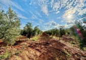 Finca rústica en venda a Valdepeñas ref.: TR183103 foto