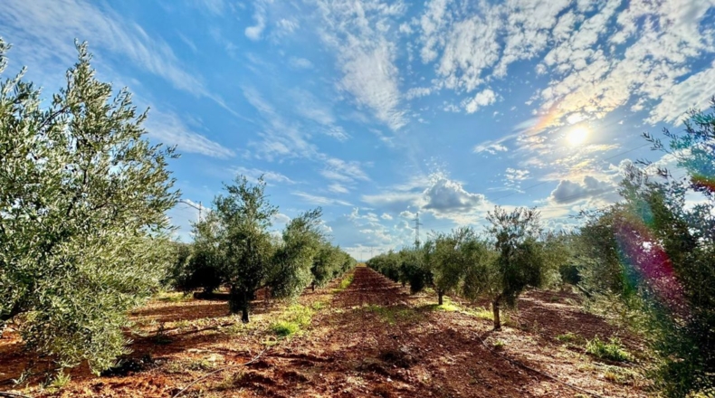 Ciudad Real - Torrenueva - 14774m2