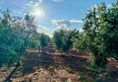 Finca rústica en venda a Valdepeñas ref.: TR183103 foto