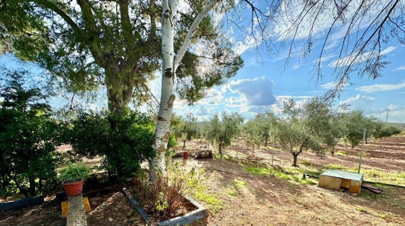 Ciudad Real - Torrenueva - 14774m2