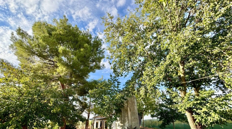 Ciudad Real - Torrenueva - 14774m2