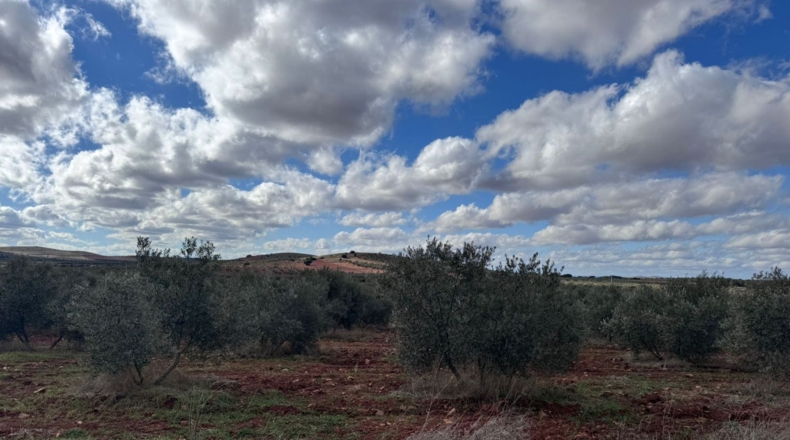 Ciudad Real - Valdepeñas - 43465m2