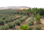 Finca rústica en venda a Santa Cruz de Mudela ref.: TR326485 foto