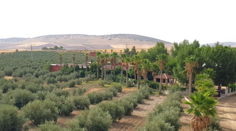 Ciudad Real - Santa Cruz de Mudela - 71369m2