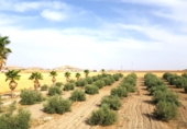 Finca rústica en venda a Santa Cruz de Mudela ref.: TR326485 foto