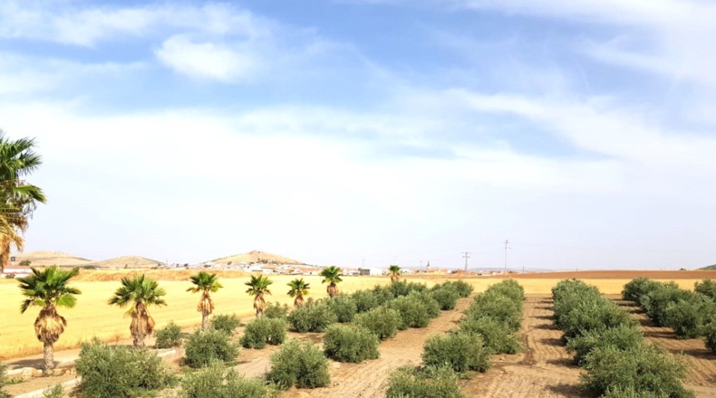 Ciudad Real - Santa Cruz de Mudela - 71369m2