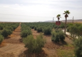 Finca rústica en venda a Santa Cruz de Mudela ref.: TR326485 foto
